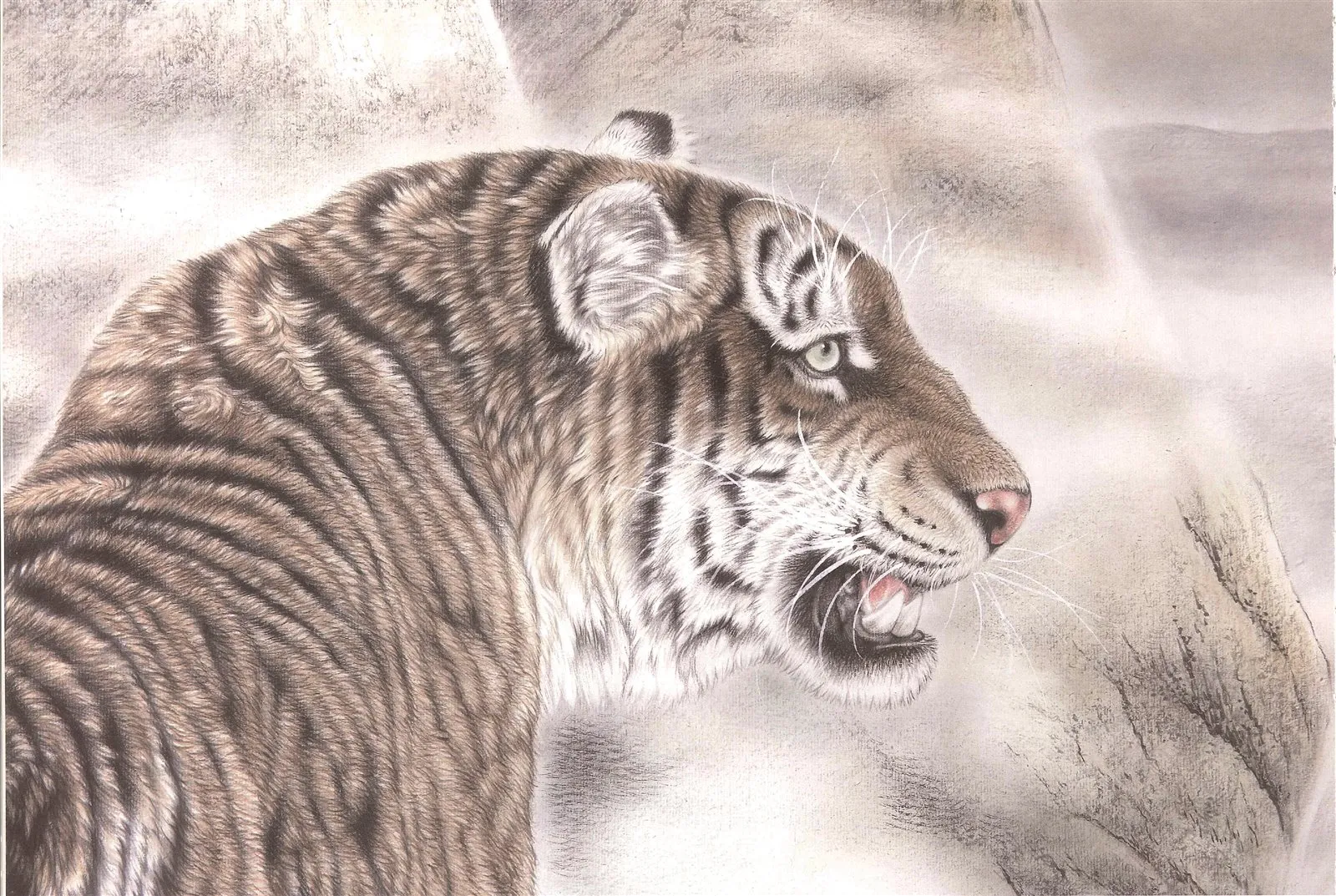 Tiger Looking Back | Blue-Eyed Chinese Tiger Portrait