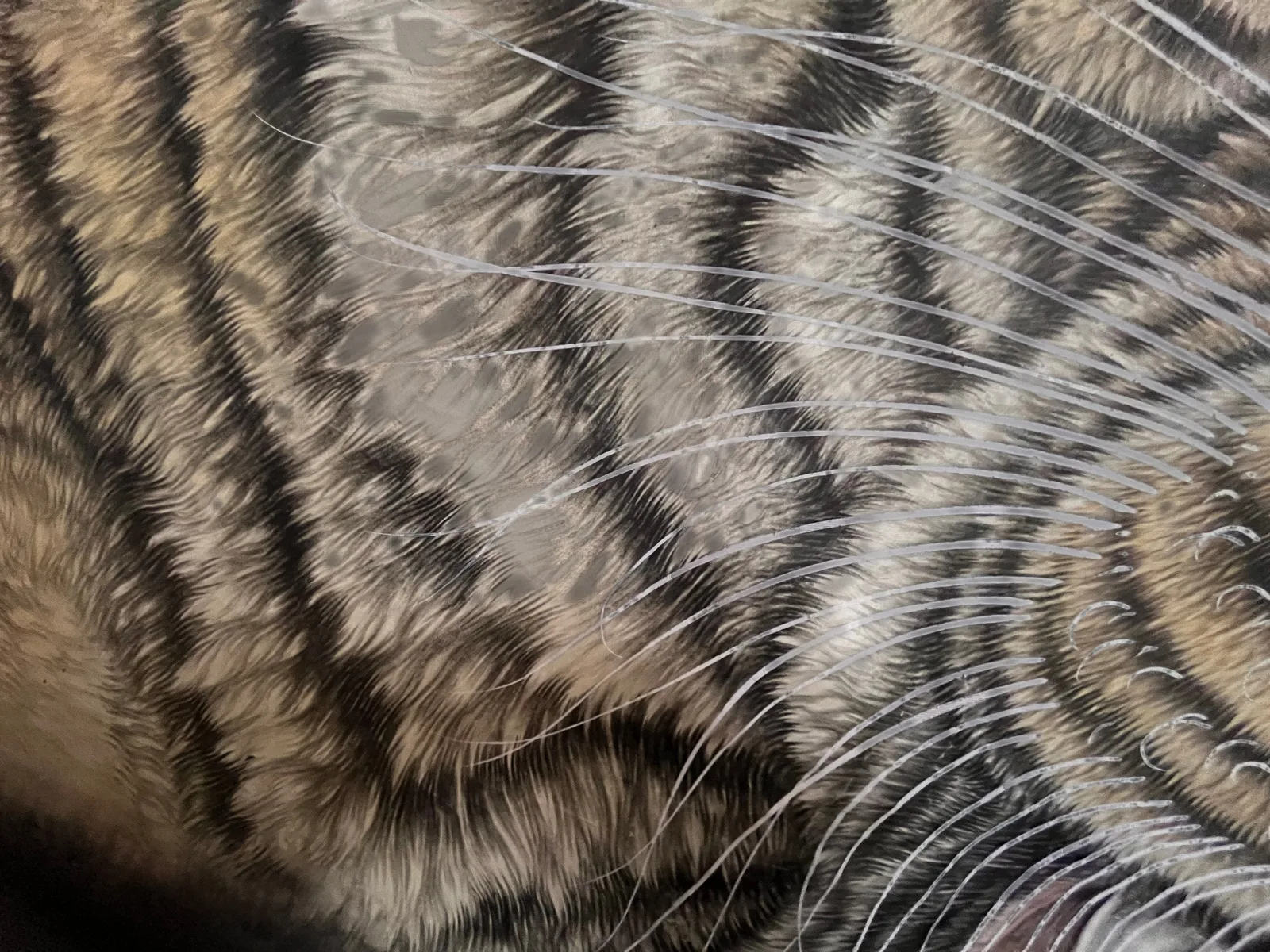 Royal Valor | Silver-Coated Roaring Tiger Painting tiger painting view 8