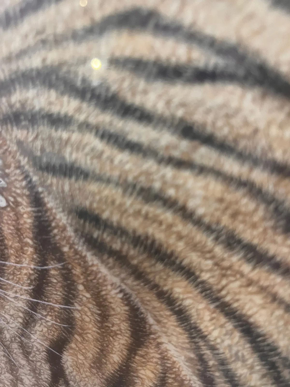 Tiger Raises the Wind | Over-the-Shoulder Roaring Tiger tiger painting view 11