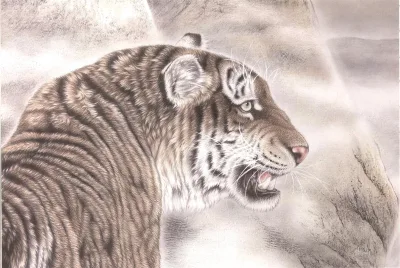 Tiger Looking Back | Blue-Eyed Chinese Tiger Portrait